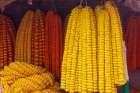 India, West Bengal, Kolkata. Marigolds strung into ropes for necklaces an offerings. Art Print